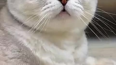 Fears of soniya's cat🐱