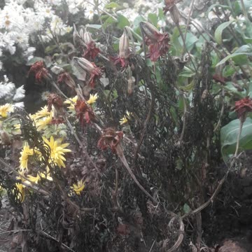 What autumn has done to marigolds