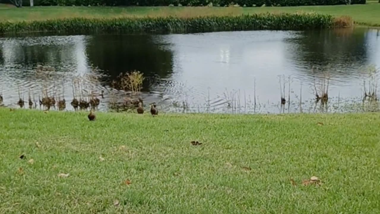 Los patitos cacheteros jijiji