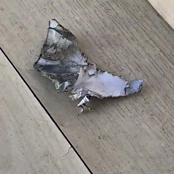 A football player threw a firecracker among the journalists, a cameraman was injured