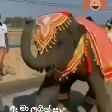 The baby elephant dancing