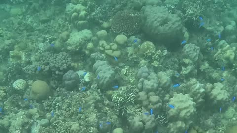 Snorkeling Over Nature’s Comeback, A Reef Revival