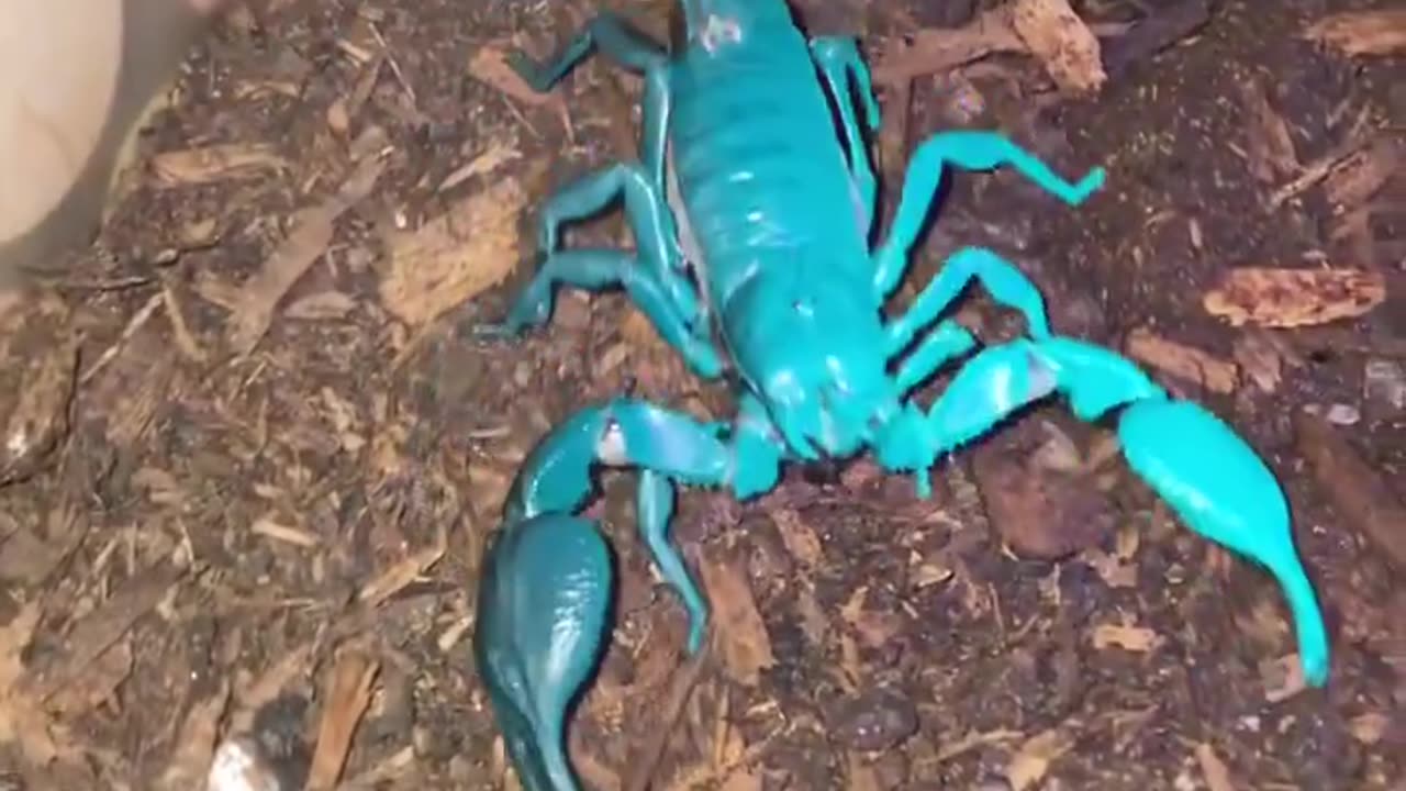 Ultra violet light scorpion