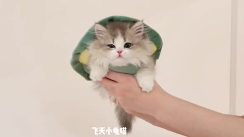 Funny cat