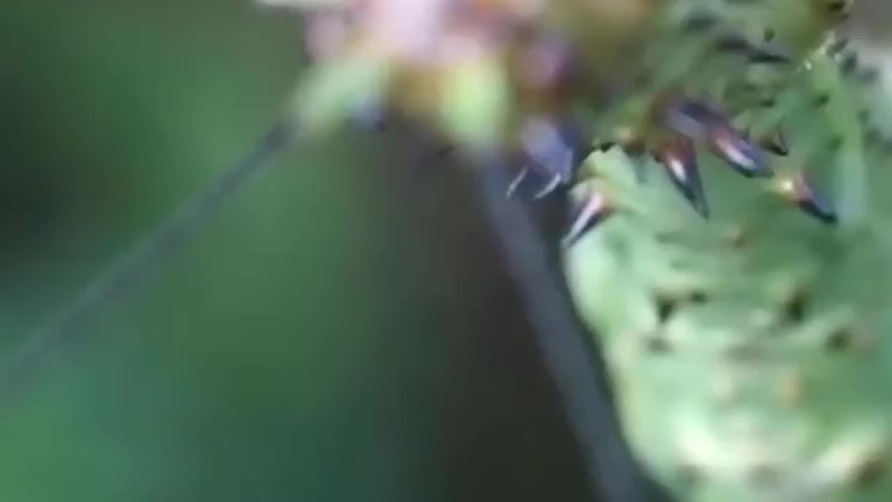 Wildlife