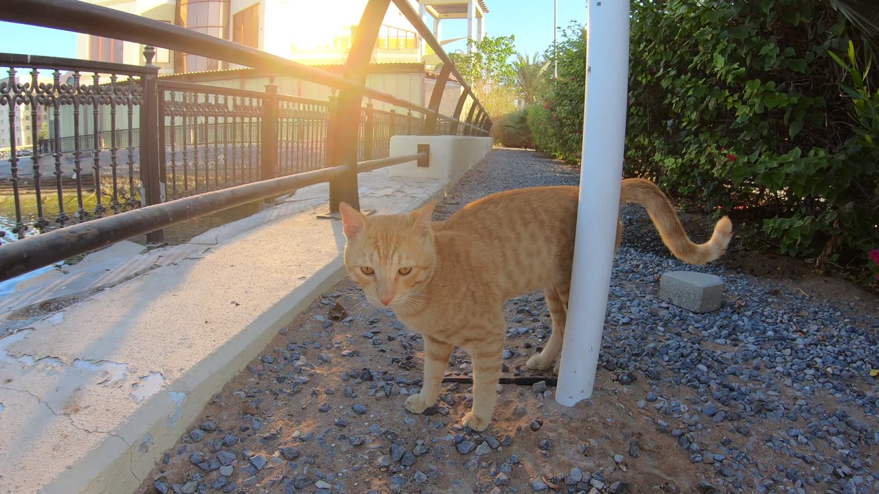 ED SHEERAN & MICHAEL JACKSON - Homeless cats in Ras Al Khaimah, UAE #cat #EdSheeran #MichaelJackson