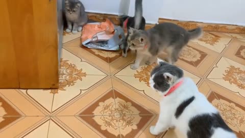 Laugh funny video 😂🤣 with cats