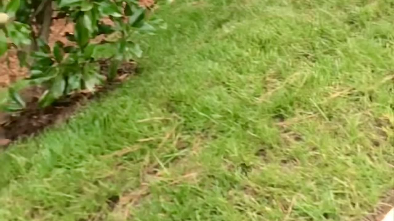 Woman Rescues Frog on Her Car Window