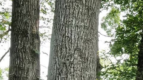 I explain the process of cutting this doughty tree