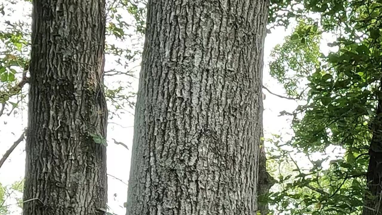 I explain the process of cutting this doughty tree