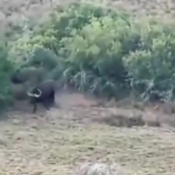 So Many Sero Brutally Attacked The Survivors #shorts #animal #lions #shortvideo