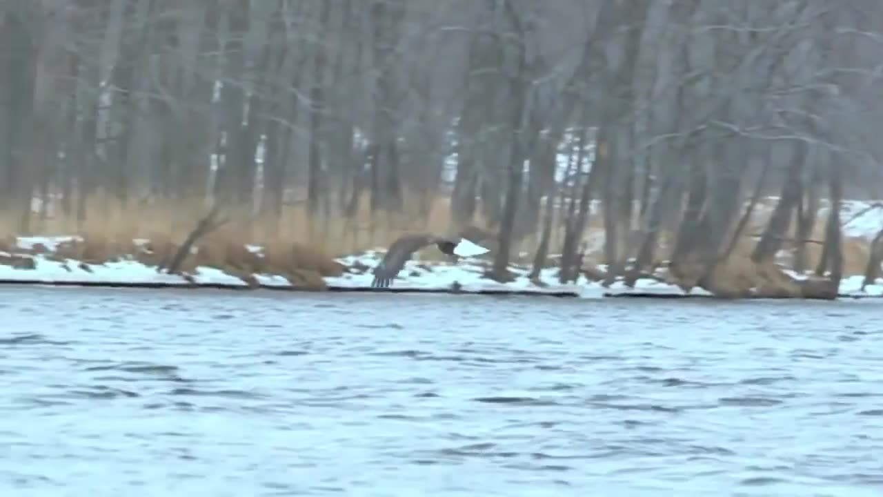 The Eagle perishes in the ocean while pursuing octopus