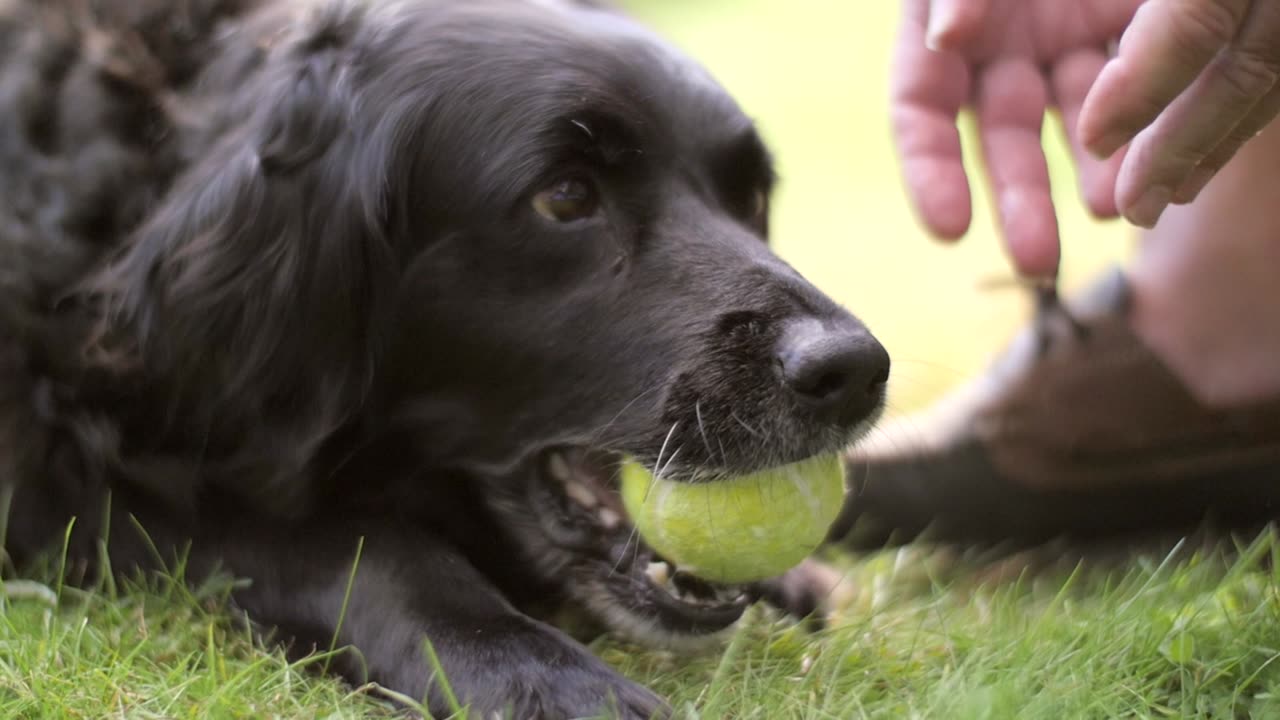 Dog Chewing Tennis Ball