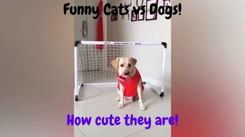 Funniest Animals, Cat and dog in real life