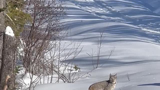Snowmobilers Meet Lynx Family on Trail