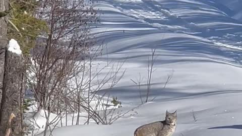 Snowmobilers Meet Lynx Family on Trail