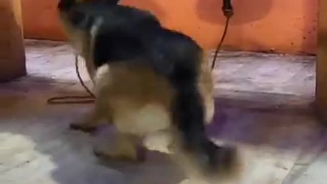 the dog was having fun