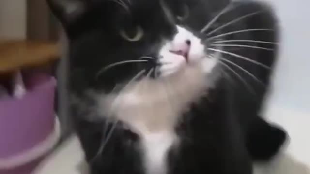 Funny cat 🐈 reactions