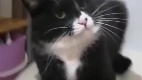 Funny cat 🐈 reactions