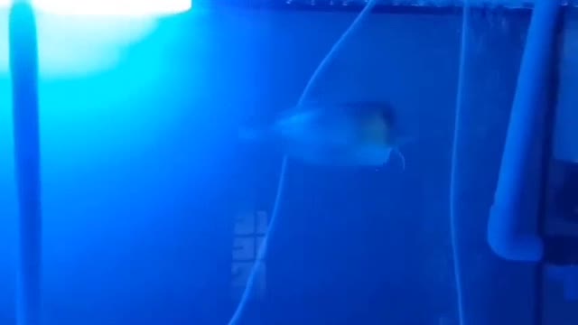 Fish and chips new fish amazing video #usa #shortsfish