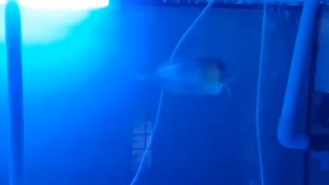 Fish and chips new fish amazing video #usa #shortsfish