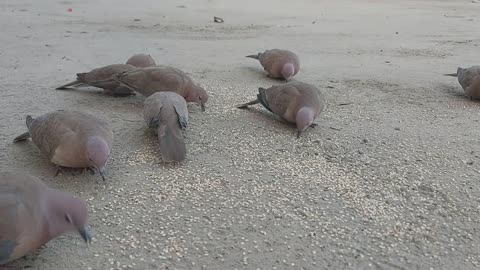 Feeding Hungry Jungle Doves