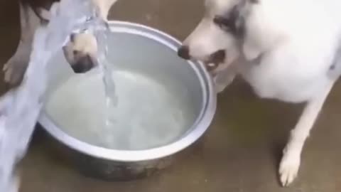What a sweet fun