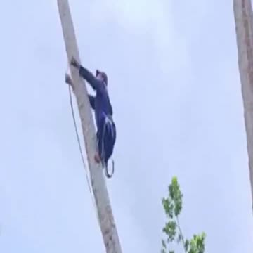climb coconut tree viral