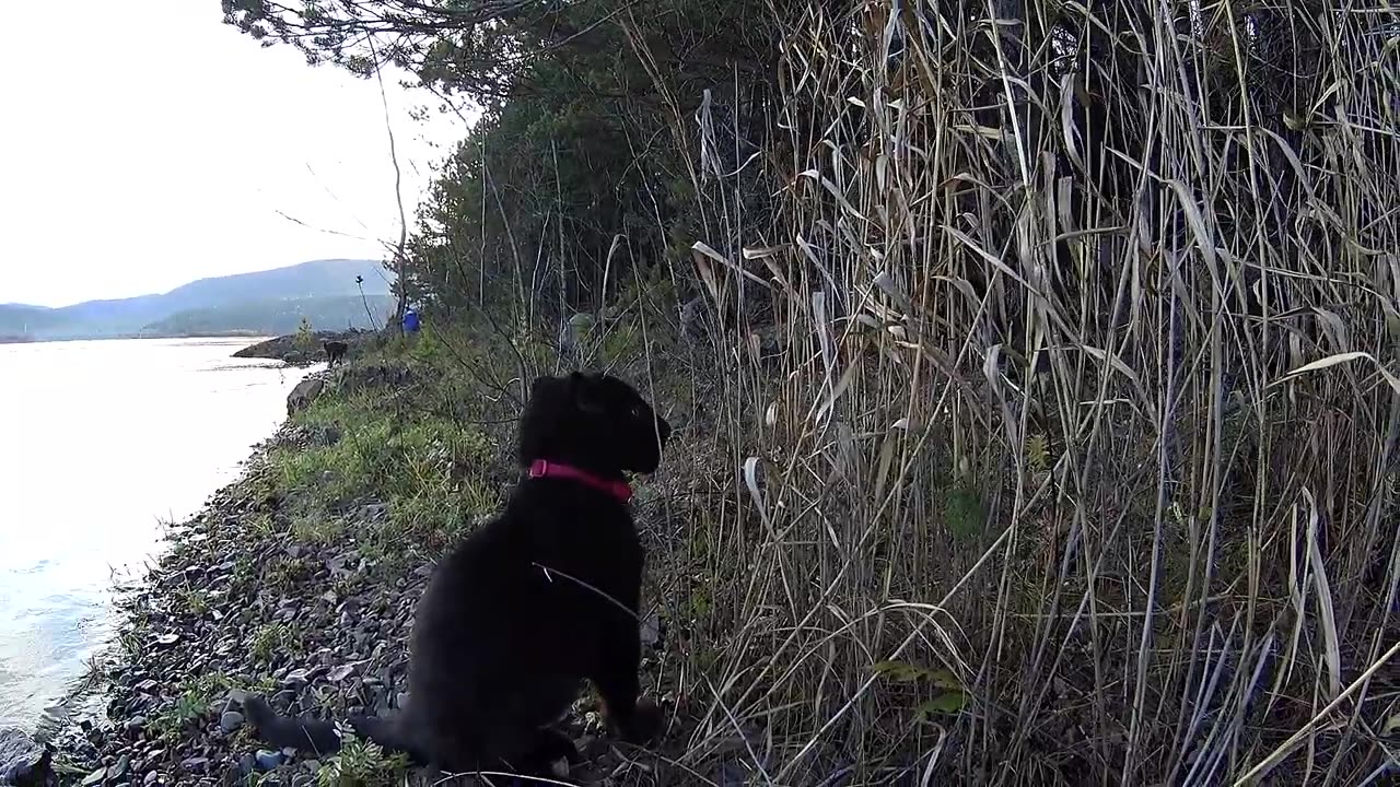 Walking with the leopard. Black leopard and Rottweiler at sunset. Dog and cat friends