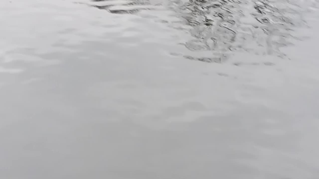 Swans kissena park.