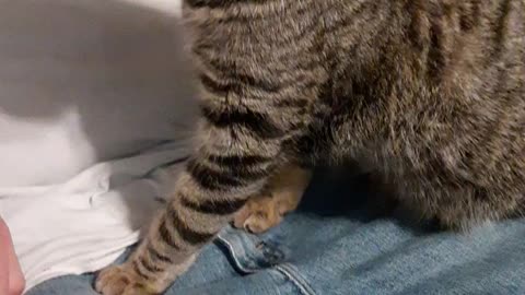 THERAPY CAT helps with Erectile dysfunction