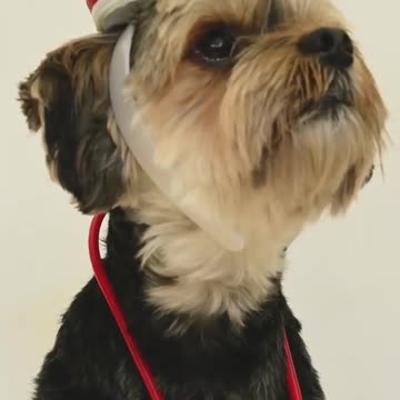 Smart Dog funny #viral #shortvideo #shorts