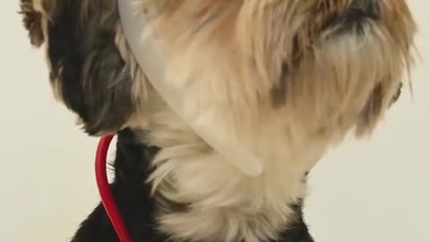 Smart Dog funny #viral #shortvideo #shorts