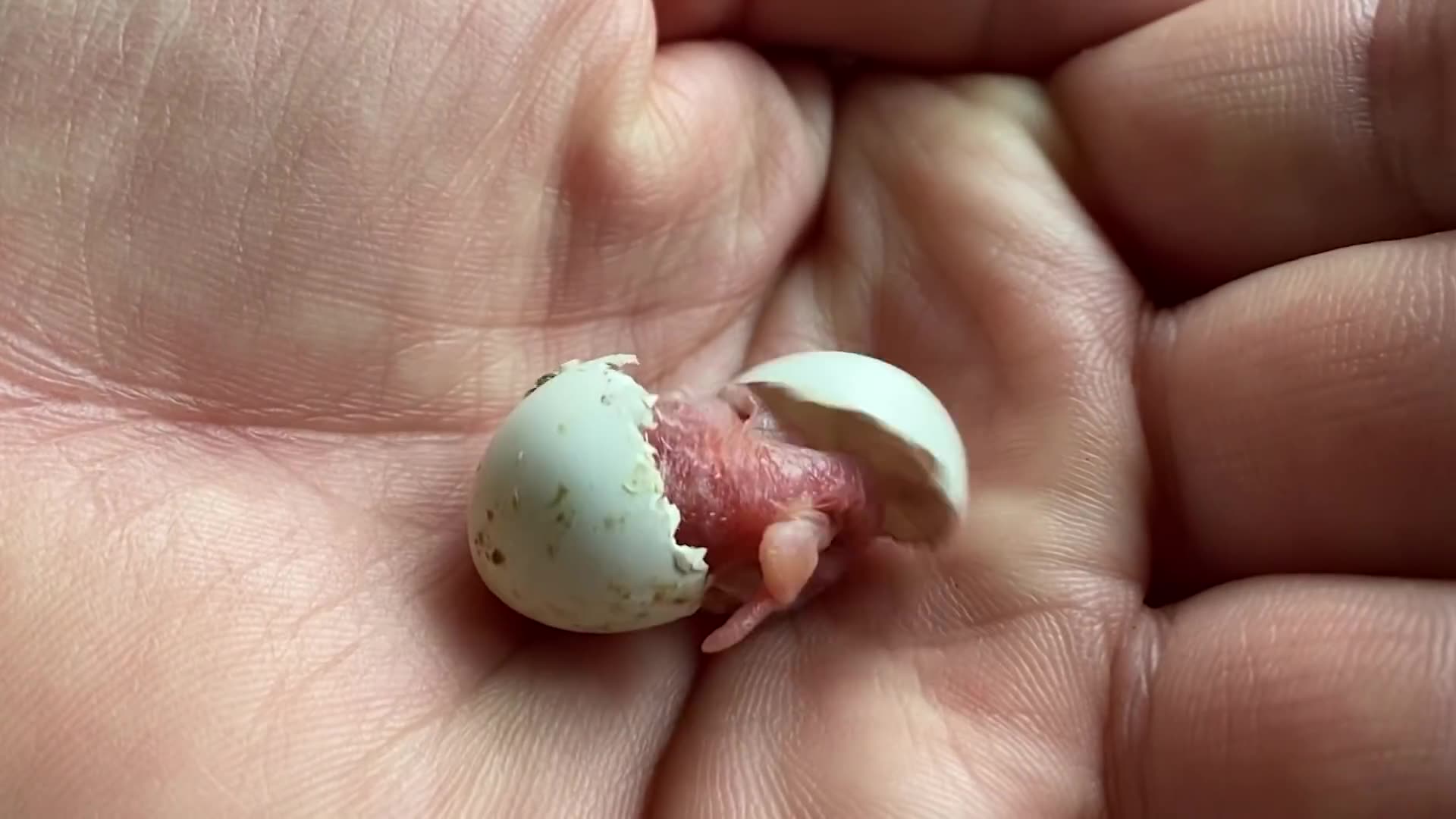 The Smallest Parrot You Have Ever Seen Tiny Egg Rescue 9
