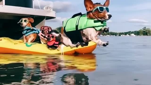 Dog nails it