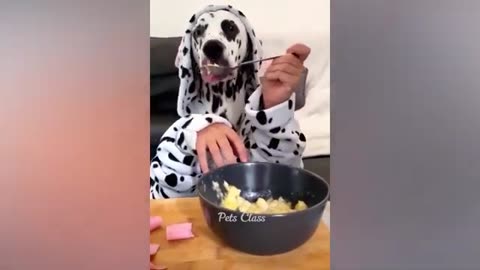 FUNNY DOG VIDEO