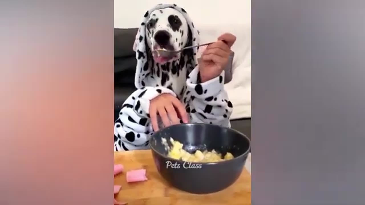 FUNNY DOG VIDEO