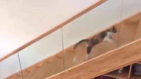 ΓΑΤΟΤΣΟΥΛΗΘΡΑ