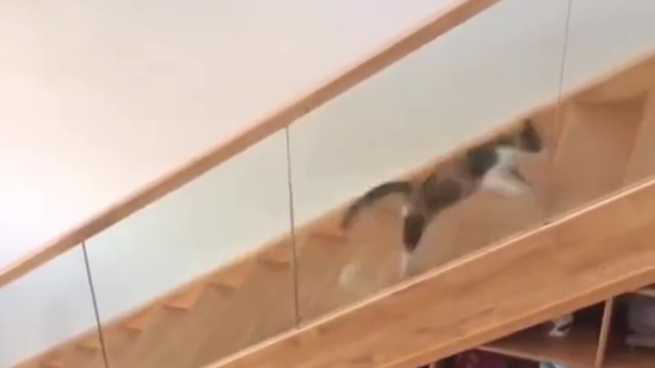 ΓΑΤΟΤΣΟΥΛΗΘΡΑ