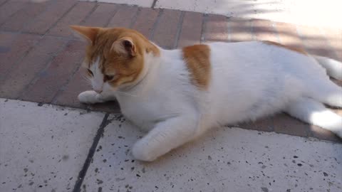 Cat Video #15