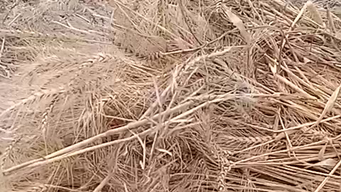 Beautiful view of wheat harvesting