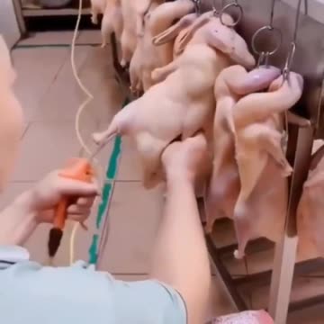 Steroid Chicken Cloned Food