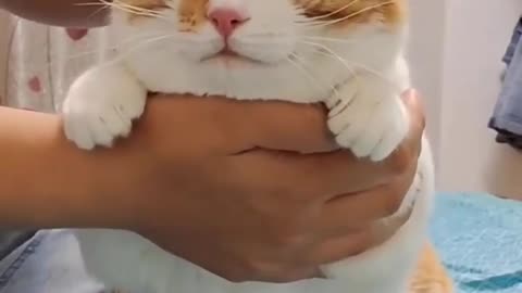 Funny Cats and Kittens Meowing Compilation #trending