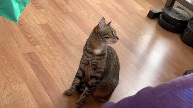 When a cat becomes a meerkat [Max the Kitten]