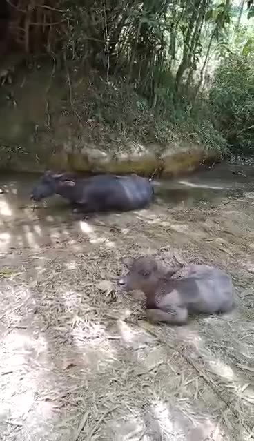 The Mama Carabao and the baby Carabao resting under the bamboo tree