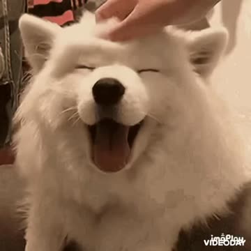 Cute Dog Gif