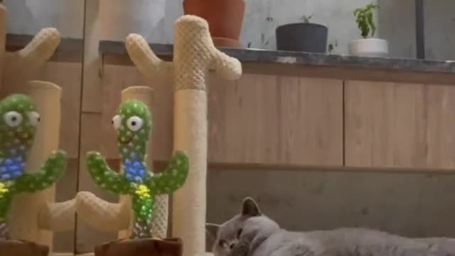 Can you imitate cat sounds?