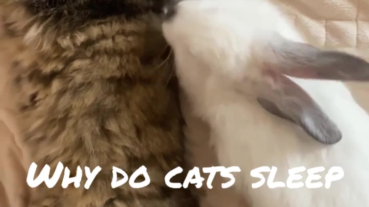 Cute cat video ep105