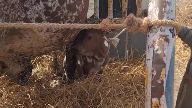 Cow sold After Giving Baby