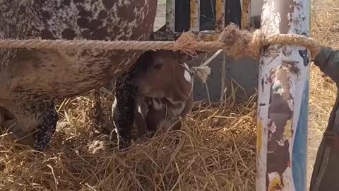 Cow sold After Giving Baby